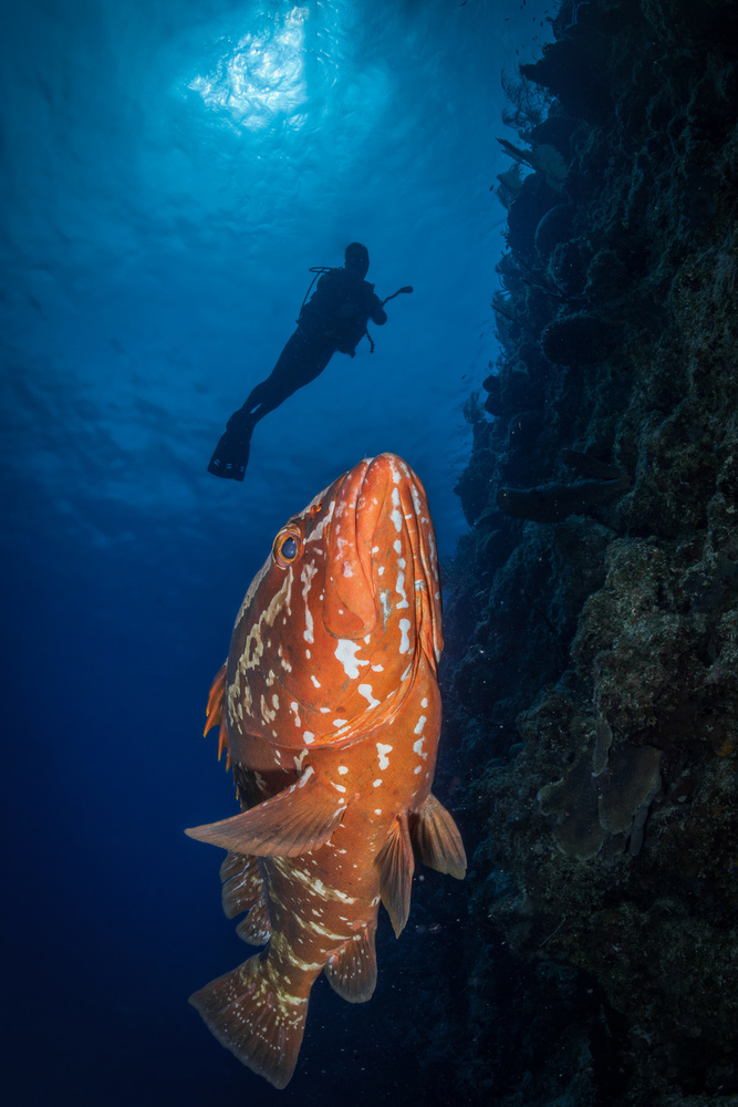 Swim with grouper von Jennifer Lu