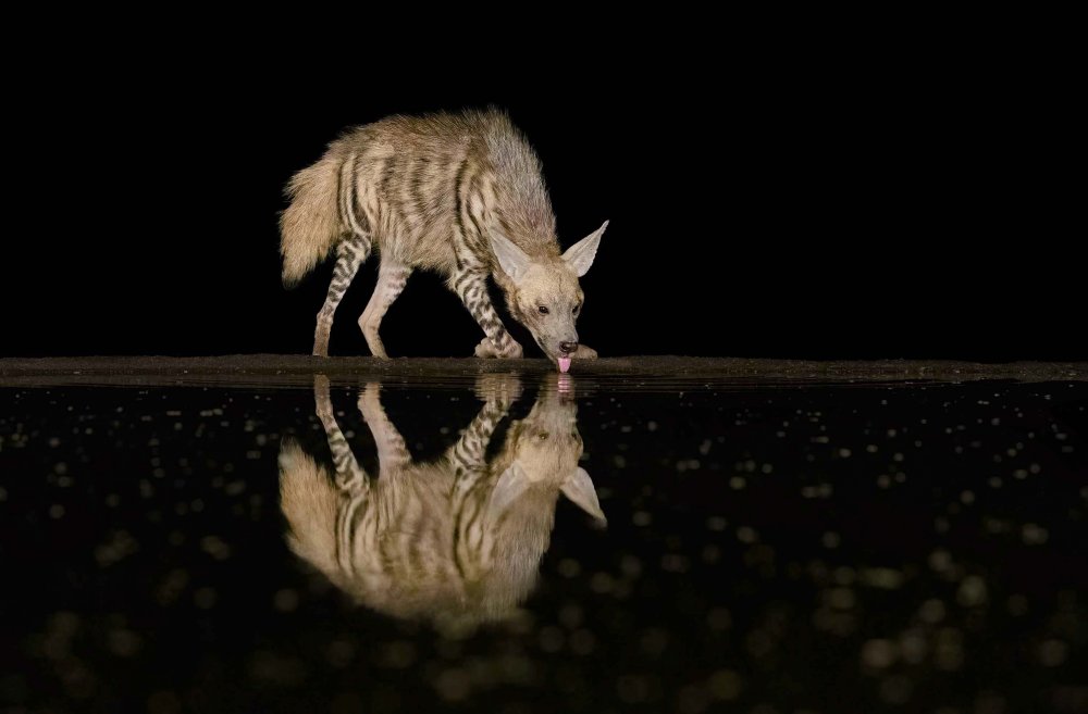 Striped hyena von Jennifer Lu