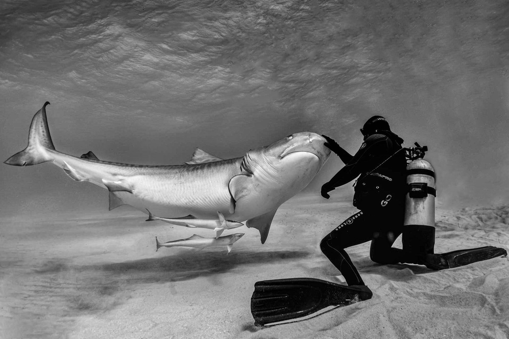 Dance with sharks (part 2) von Jennifer Lu