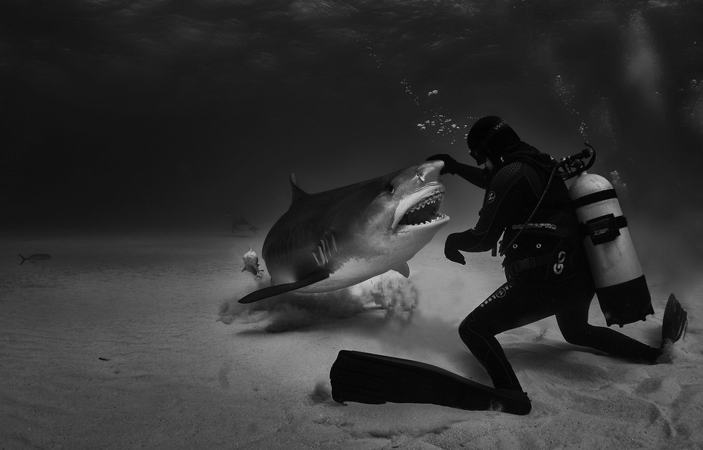 Dance with sharks von Jennifer Lu