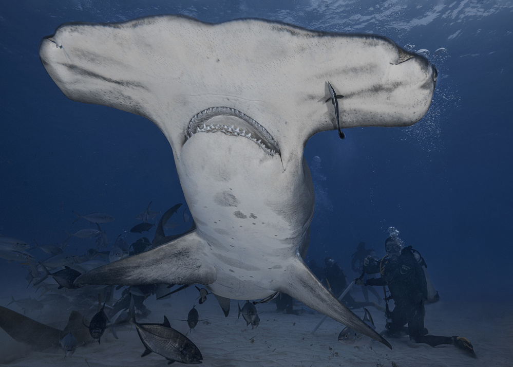 Dive with Giant (hammerhead shark in wild ocean) von Jennifer Lu