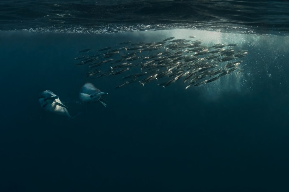 Team work (Dolphins chasing Baitball) von Jennifer Lu