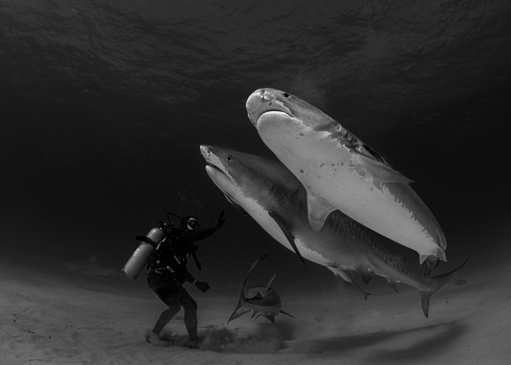 Tiger sharks von Jennifer Lu