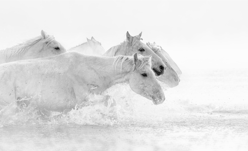 White horses von Jennifer Lu