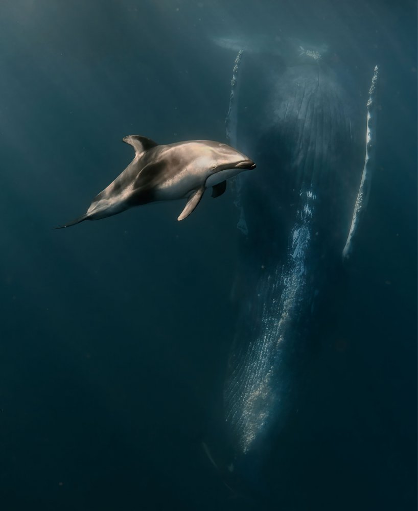 When Dophin meet whales ... von Jennifer Lu