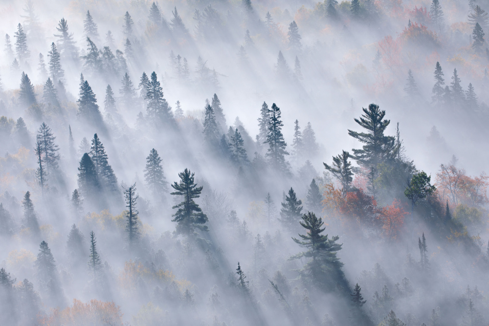 Trees shrouded in fog von Jennifer Zhao