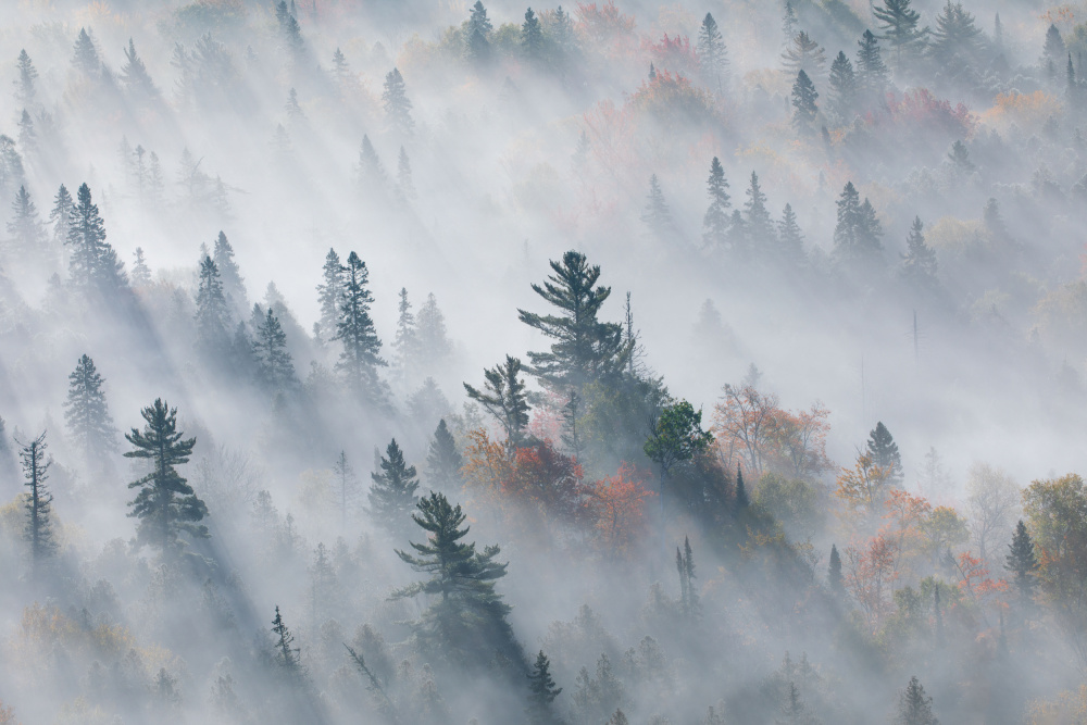 The Fog of Silence, The Fog of Illusion von Jennifer Zhao