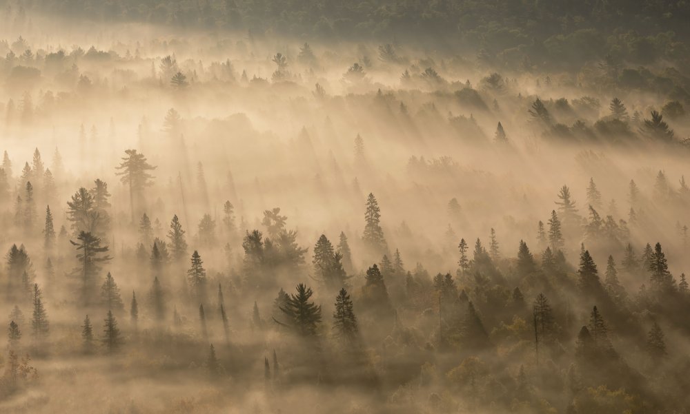 Early Morning Light von Jennifer Zhao