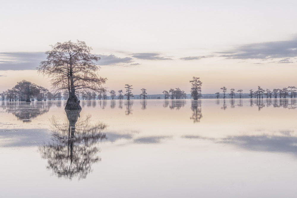 Caddo Lake 9 von jenny j rao