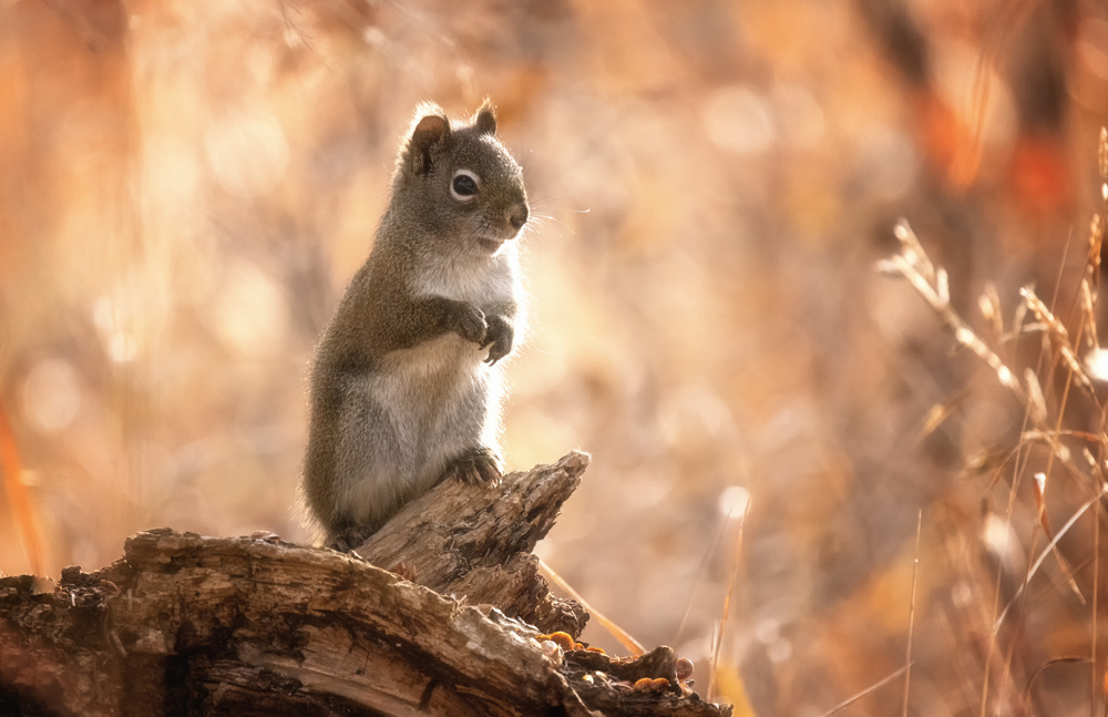 Hello, Squirrel von Jenny L. Zhang ( 雨田）