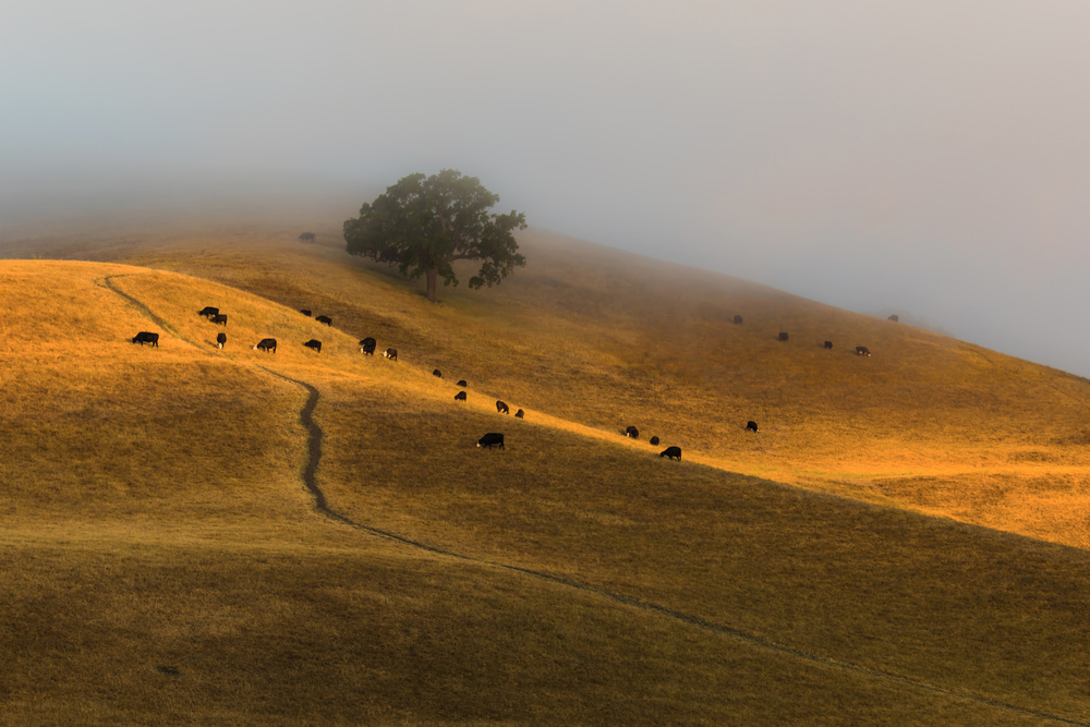 A Summer Morning in TriValley von Jenny Qiu