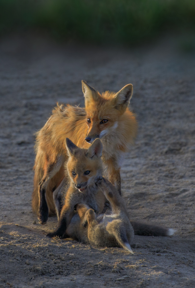 Fox Mother and Cub von Jenny Qiu