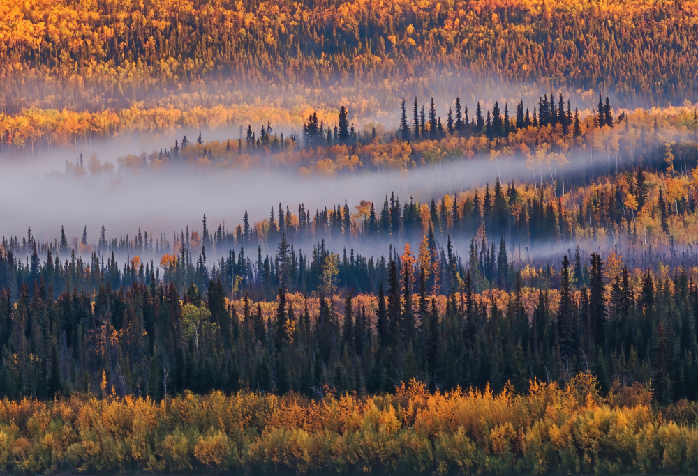 Autumn in Alaska von Jenny Qiu