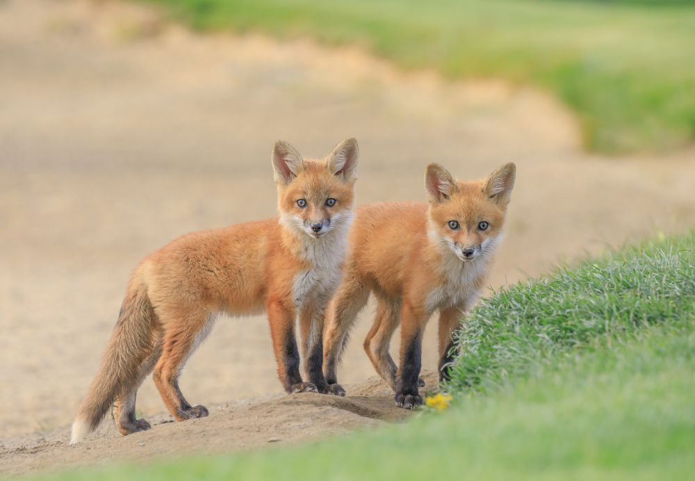 Red Fox Brothers von Jenny Qiu