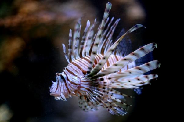 Rotfeuerfisch von Jenny Sturm