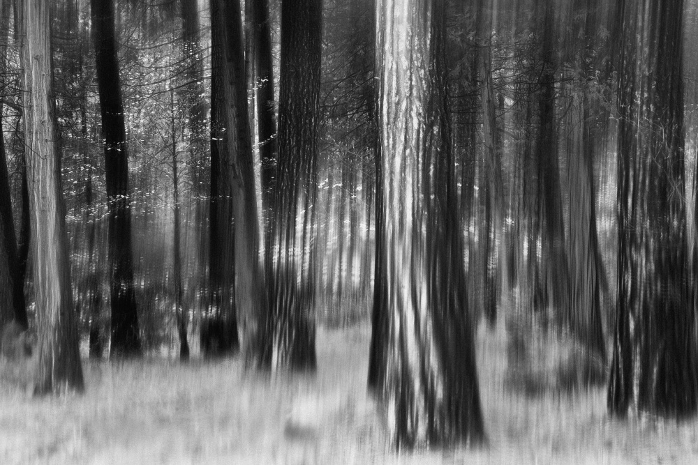 Distant Dogwoods in BW von Jerry Berry