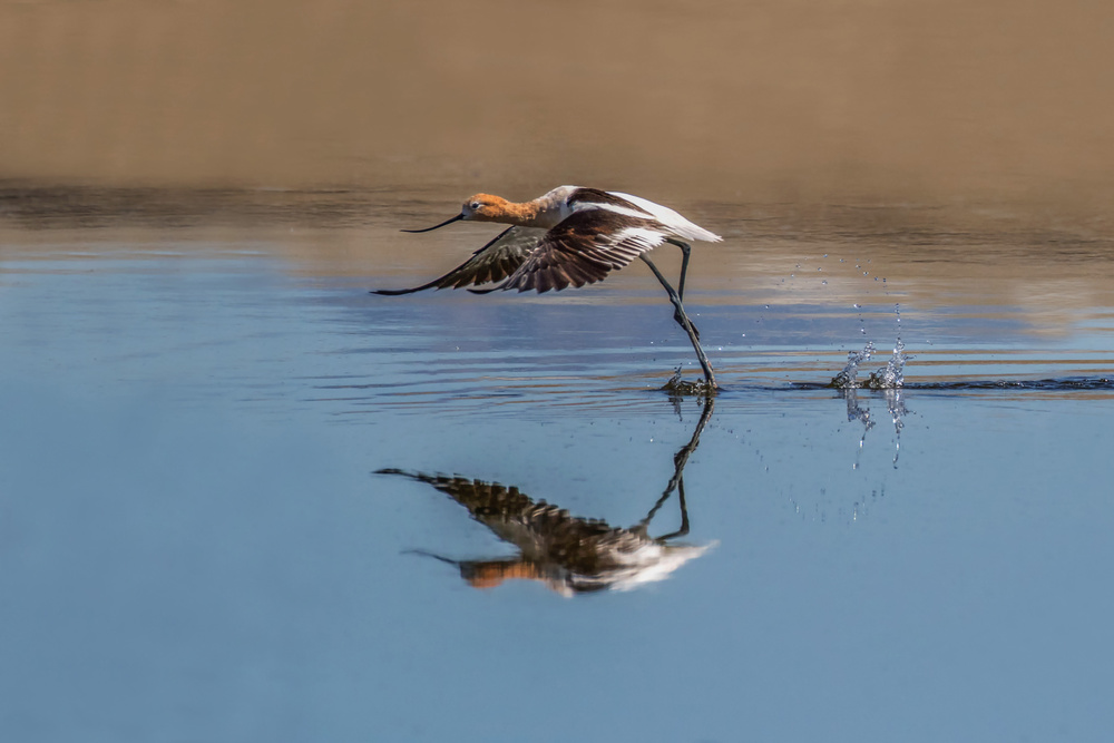 Stilts &amp; Avocets von Jerry Ju