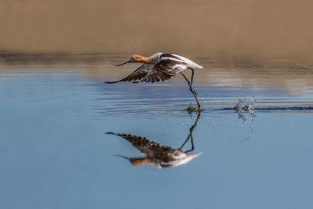 Stilts &amp; Avocets