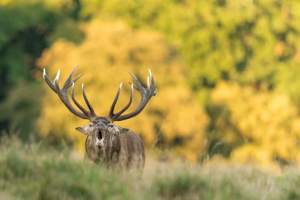 Red deer in heat 2 von Jesper Knudsen