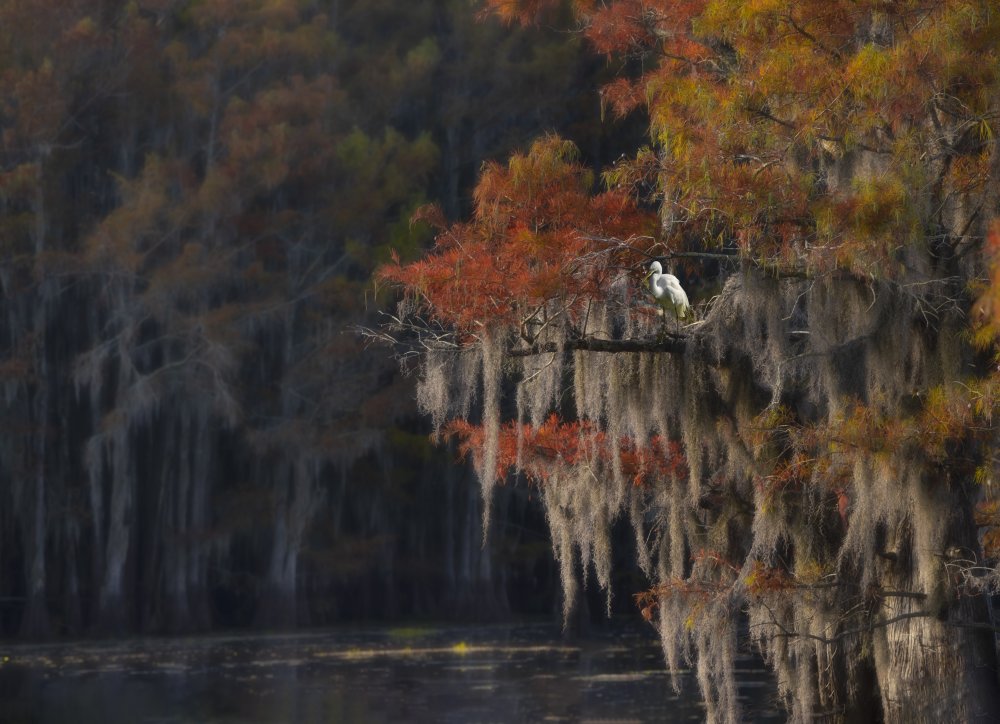 Caddo Lake and Bird von Jessie Liu