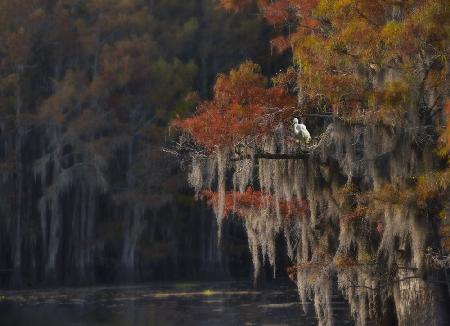 Caddo Lake and Bird