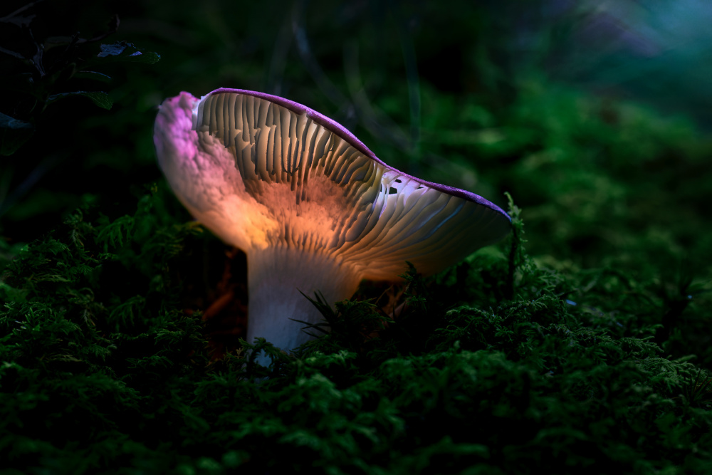 LIGHT MUSHROOM von Jesus Concepcion Alvarado