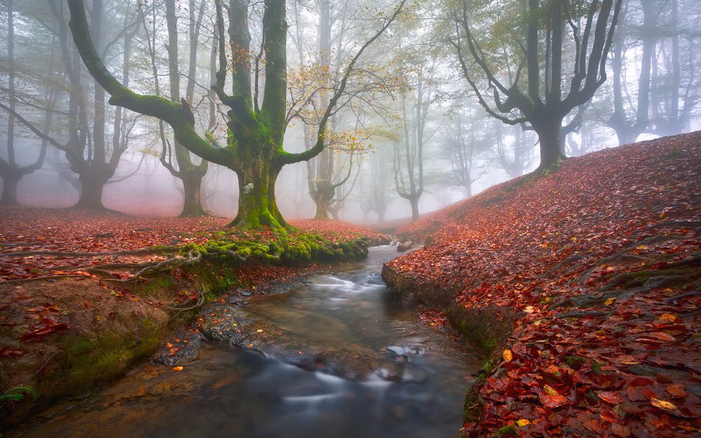 Misty Morning in Otzarreta von Jesus M. Garcia