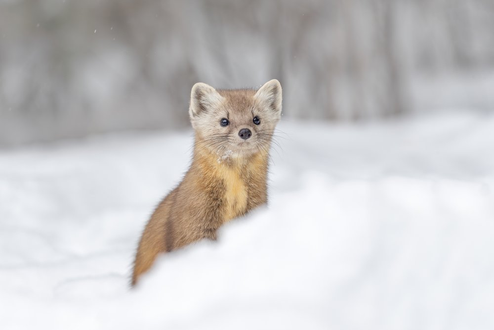 Pine Marten von Jia Chen