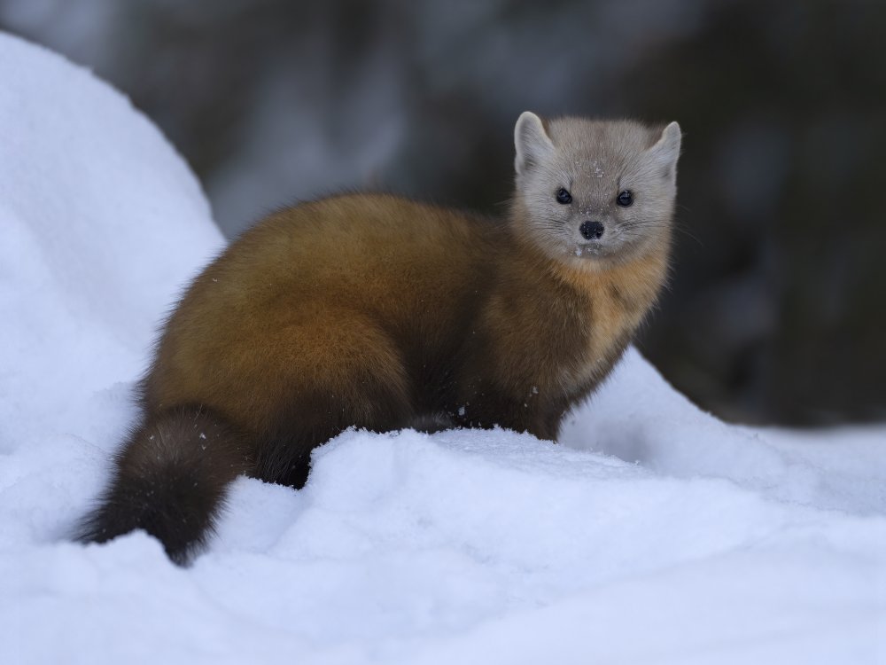 Pine Marten on snow von Jia Chen