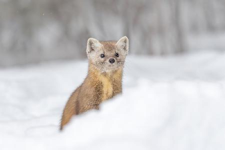 Pine Marten