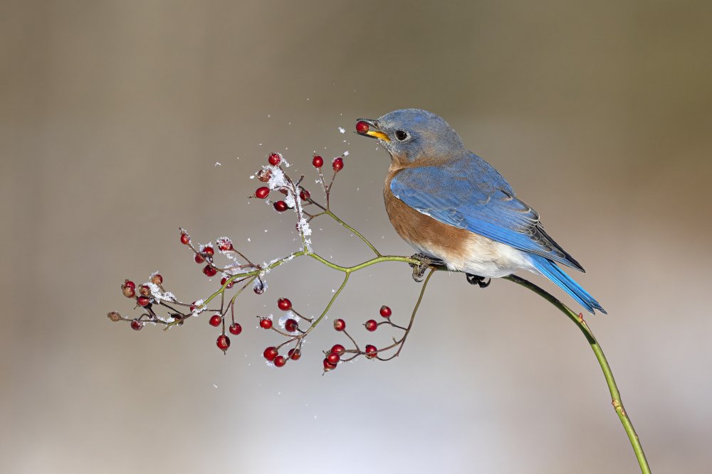 Blue bird in winter von Jia Chen