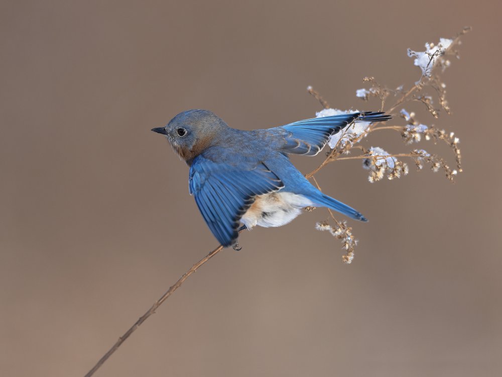 Bluebird on dry grass in winter von Jia Chen