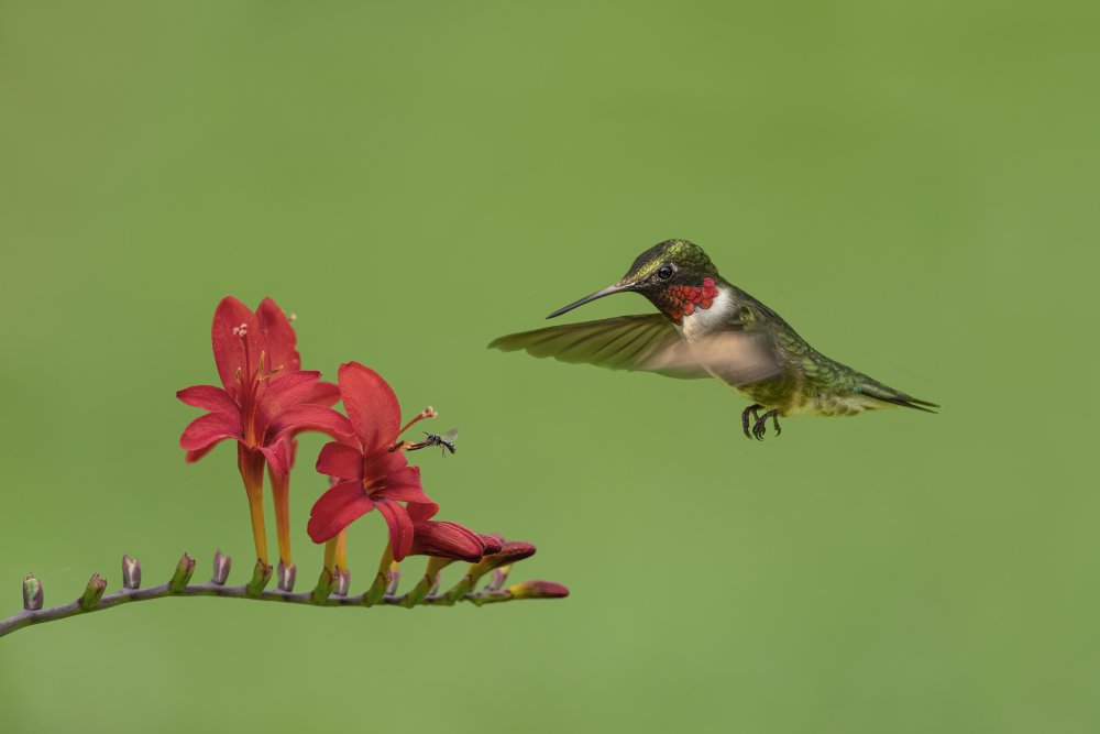 Hummingbird and Bee von Jia Chen