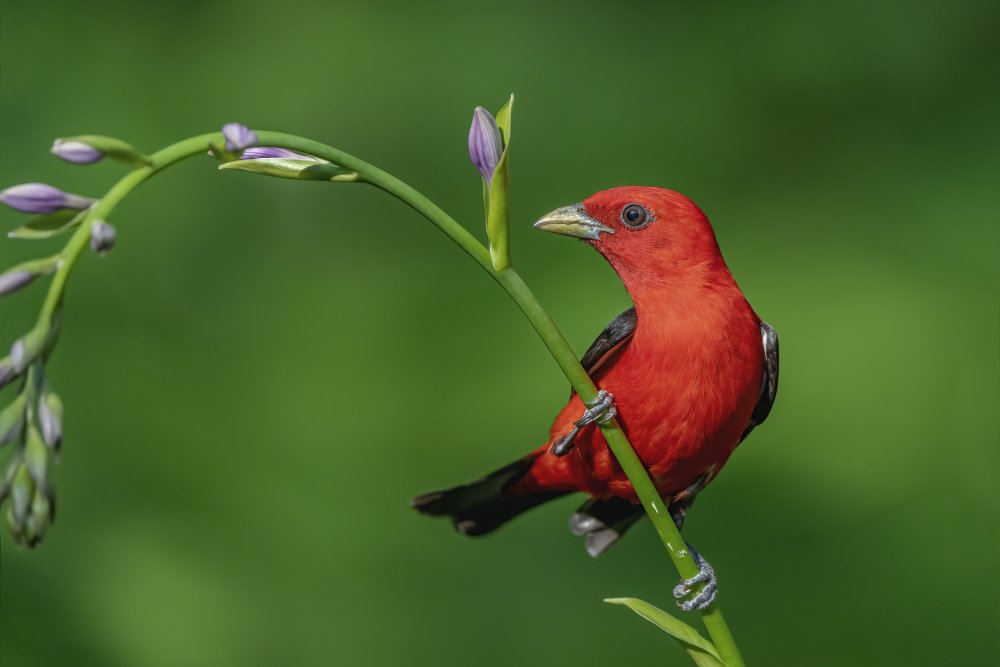 Scarlet Tanager von Jia Chen