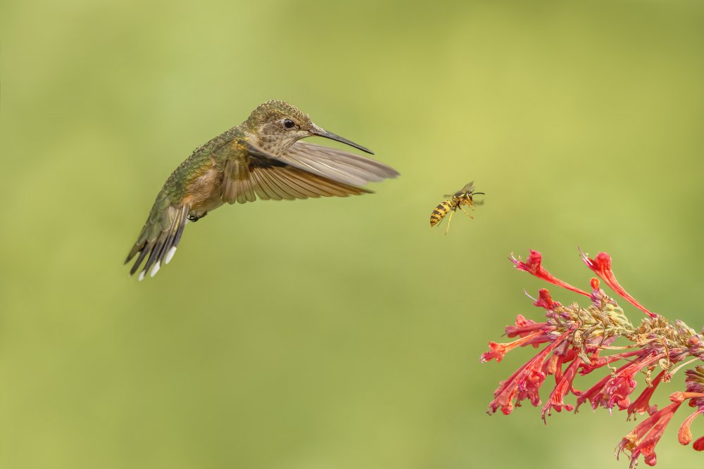 They all like hummingbird mint von Jia Chen