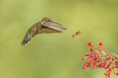 They all like hummingbird mint