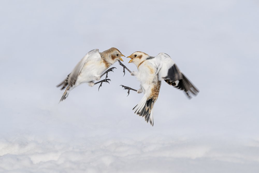 Argument between snow buntings von Jia Chen