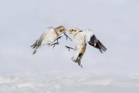 Argument between snow buntings