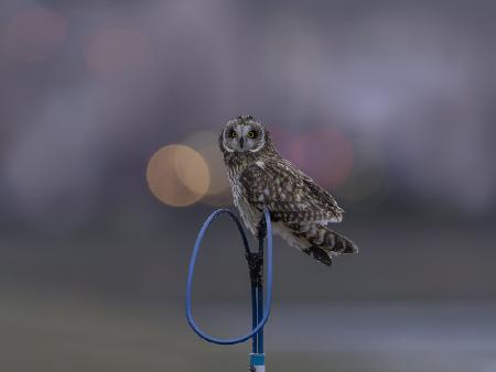 Short-eared owl in dusk