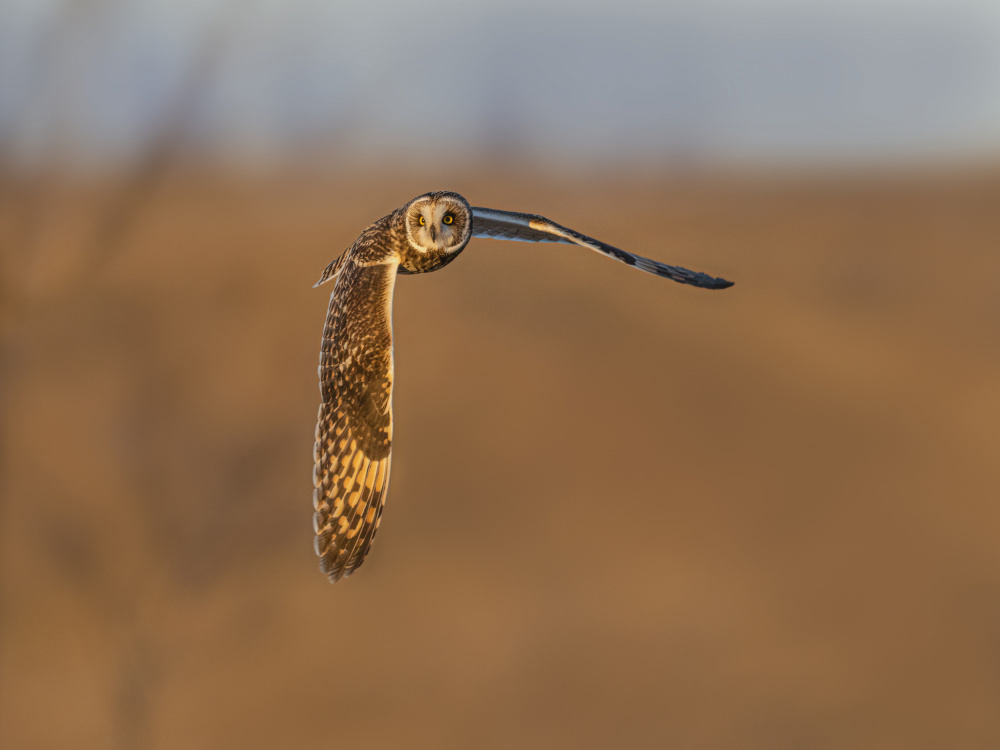 Short-eared owl in golden hour von Jia Chen