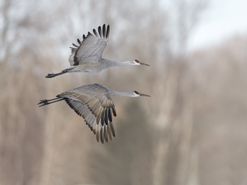 Twin flying cranes von Jia Chen