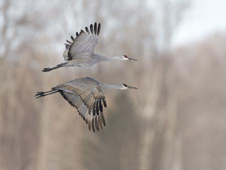 Twin flying cranes