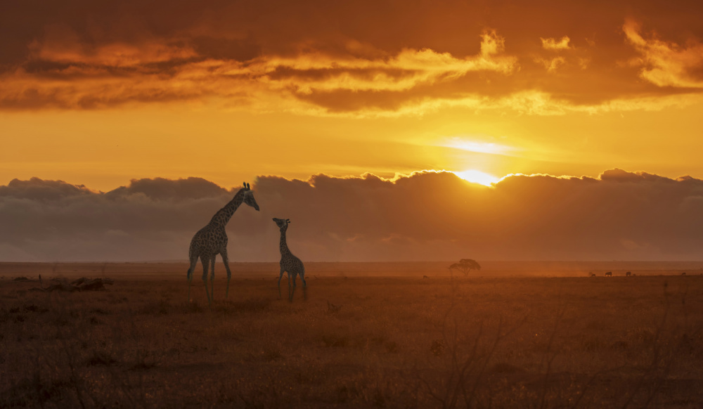 Giraffe Love Talk von Jiahong Zeng