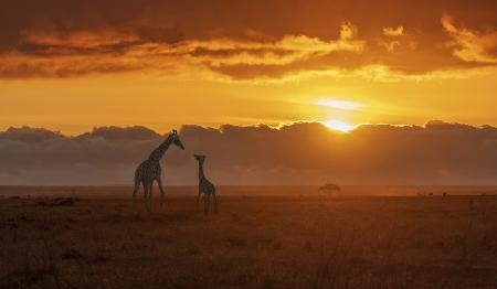 Giraffe Love Talk