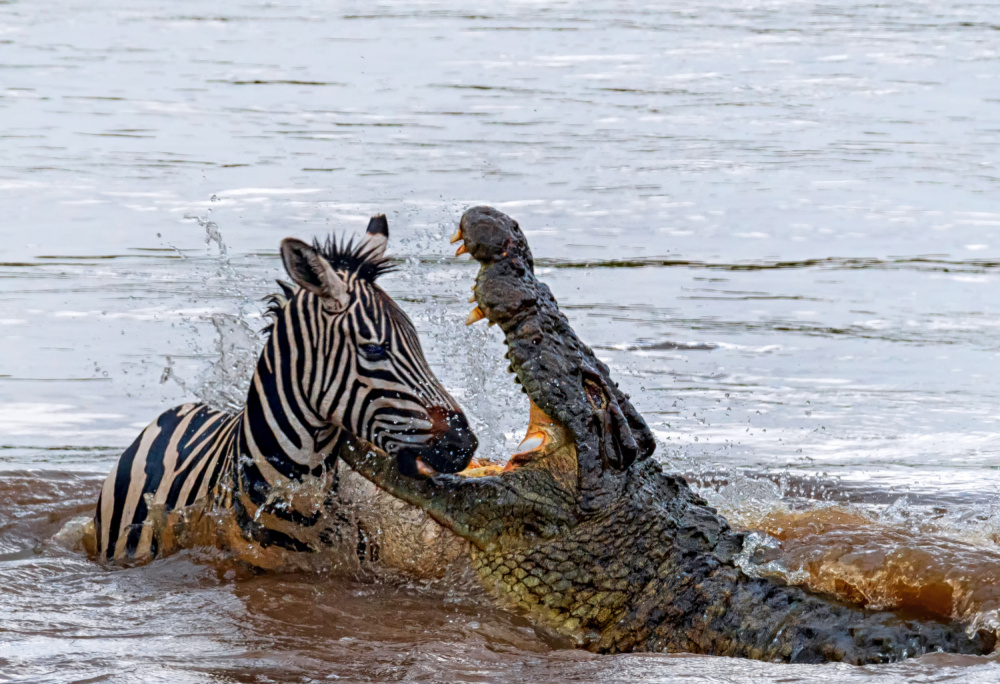 Crocodile Killing von Jiahong Zeng