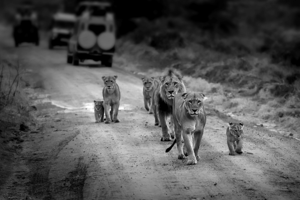 Lion Family Maasai Mara von Jiahong Zeng