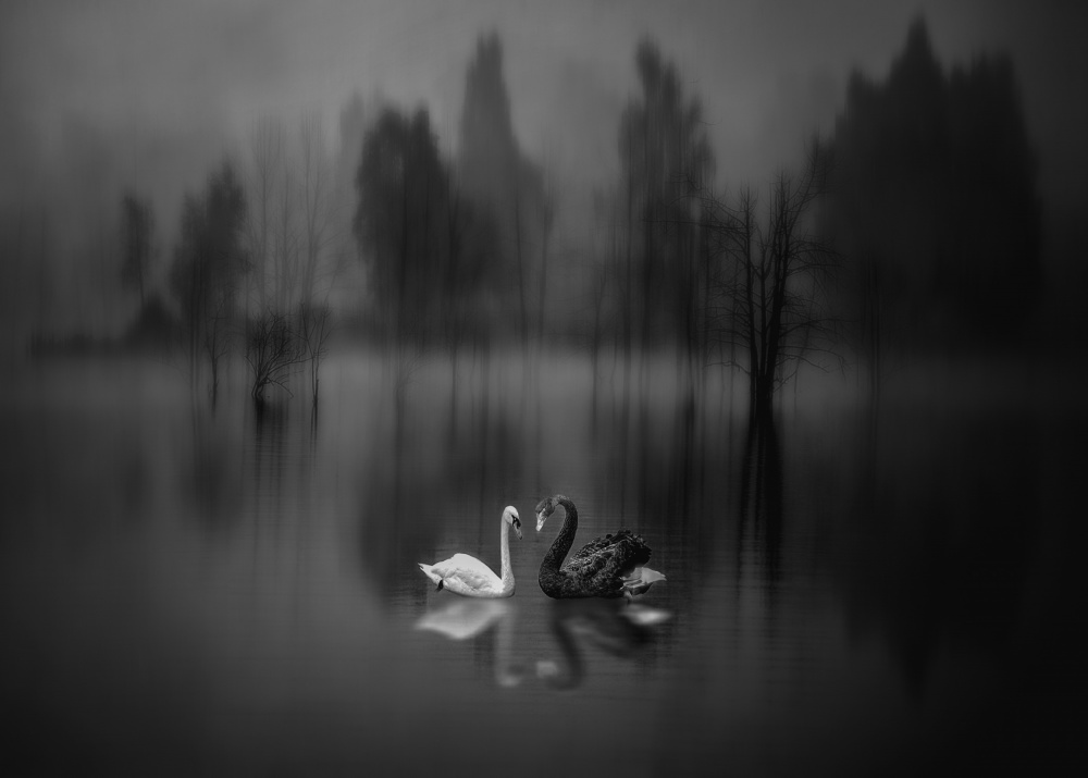 Swan Lake von Jiahong Zeng