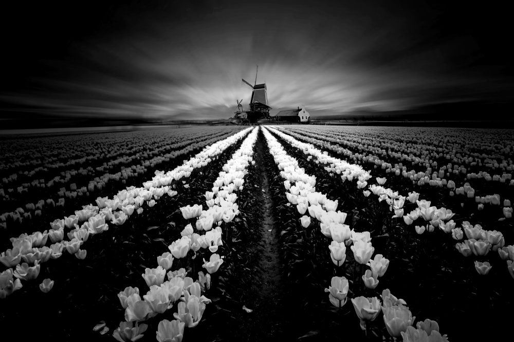 Tulip and Windmill von Jiahong Zeng