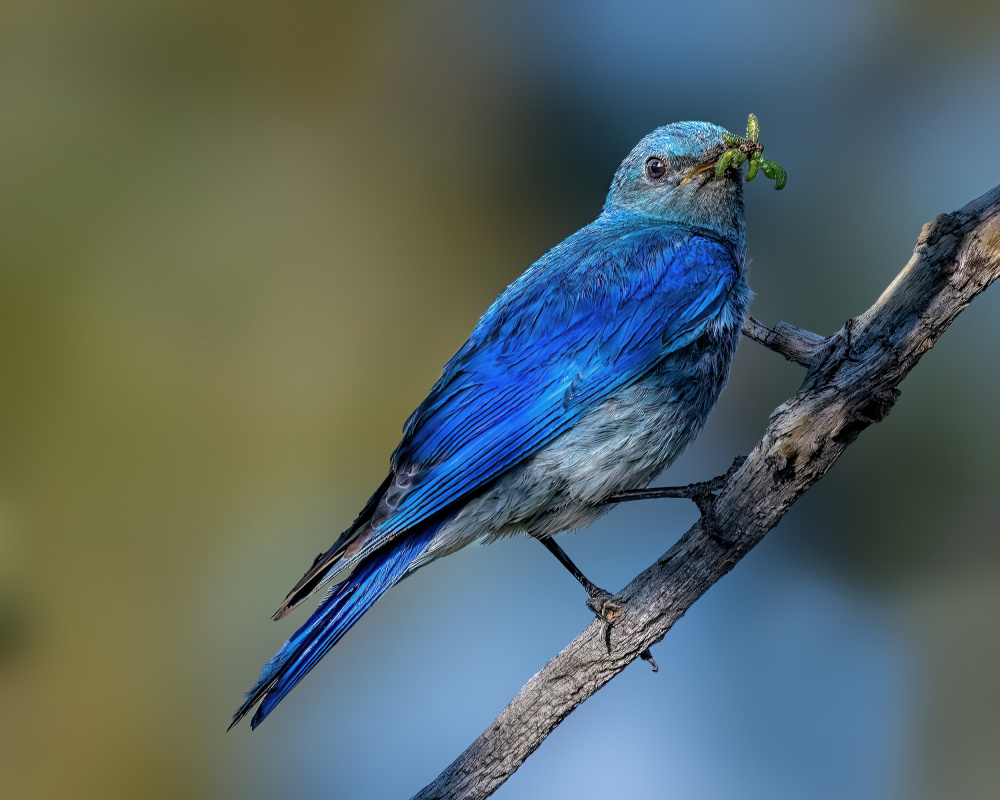 Mountain bluebird von Jian Xu