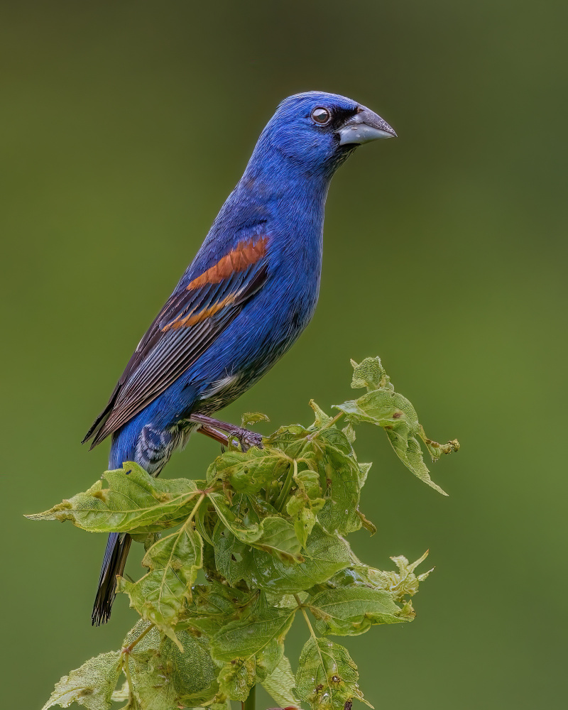 Blue grosbeak von Jian Xu